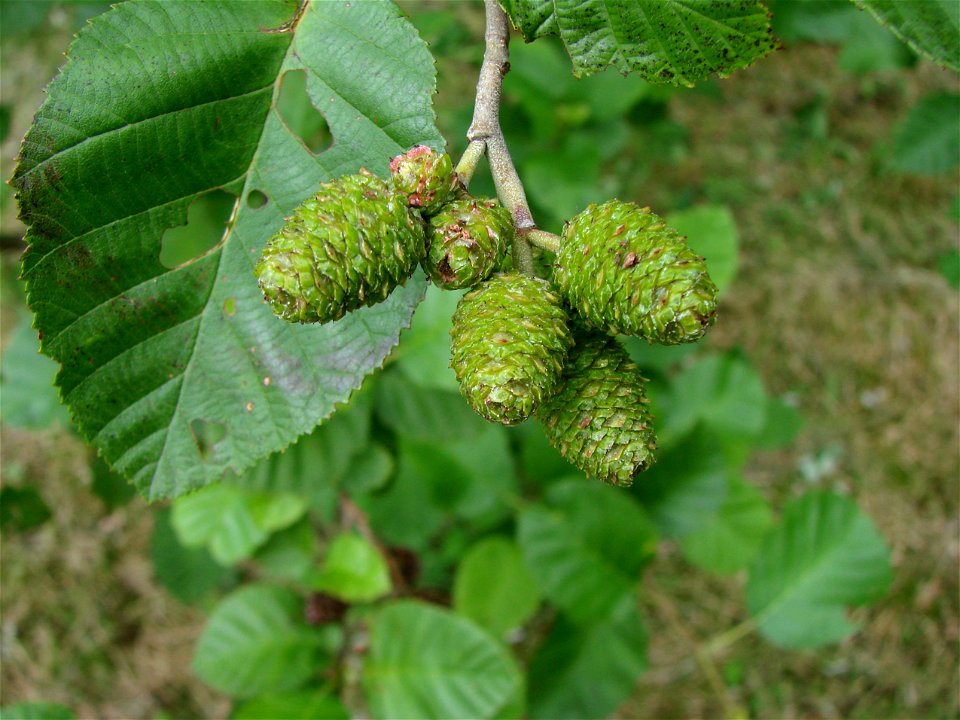 Fruit (non mature) of Alnus incana.