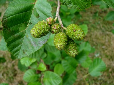 Fruit (non mature) of Alnus incana.