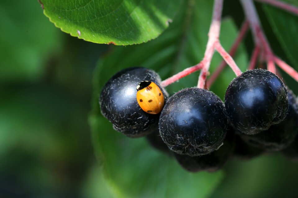 Ladybug berries beetle