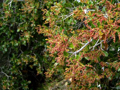 Quercus coccifera flowering, Castelltallat, Catalonia