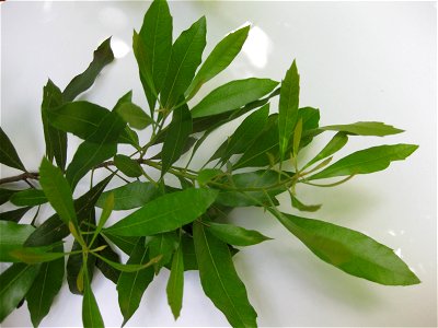 Morella cerifera (syn. Myrica cerifera)
