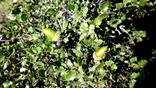 Coscoja (Quercus coccifera) en el Parque Natural de la Sierra de la Muela en Cartagena, Spain. photo