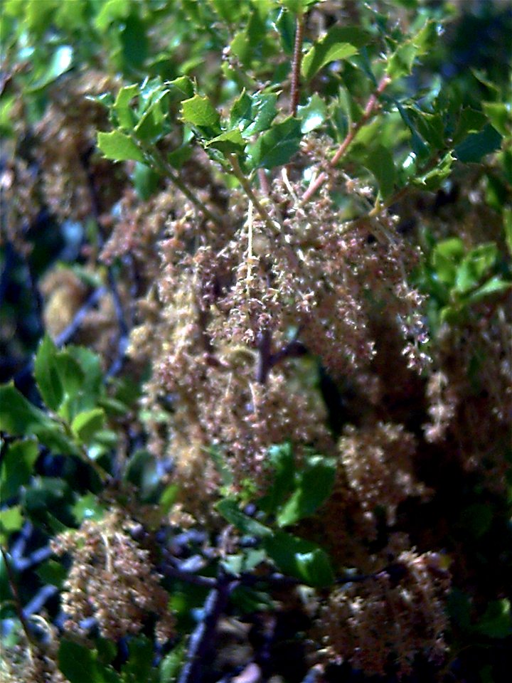 Quercus coccifera inflorescences in Dehesa Boyal de Puertollano, Spain
