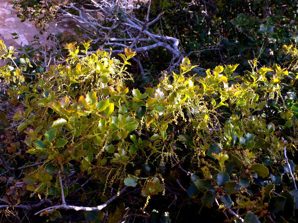 Quercus coccifera en el Puntal del Moco. Parque Natural de la Sierra de la Muela en Cartagena (Spain)