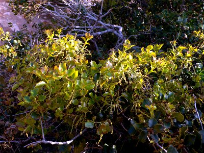 Quercus coccifera en el Puntal del Moco. Parque Natural de la Sierra de la Muela en Cartagena (Spain) photo