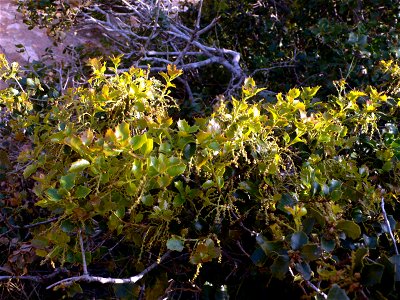 Quercus coccifera en el Puntal del Moco. Parque Natural de la Sierra de la Muela en Cartagena (Spain)