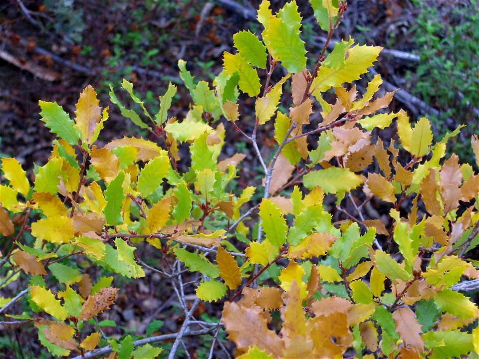 Quercus × battandieri (Q. faginea × Q. coccifera) habit, Dehesa Boyal de Puertollano, Spain