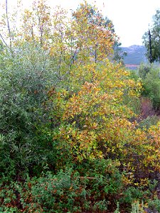 Quercus × battandieri (Q. faginea × Q. coccifera) habit — Dehesa Boyal de Puertollano park, Spain.