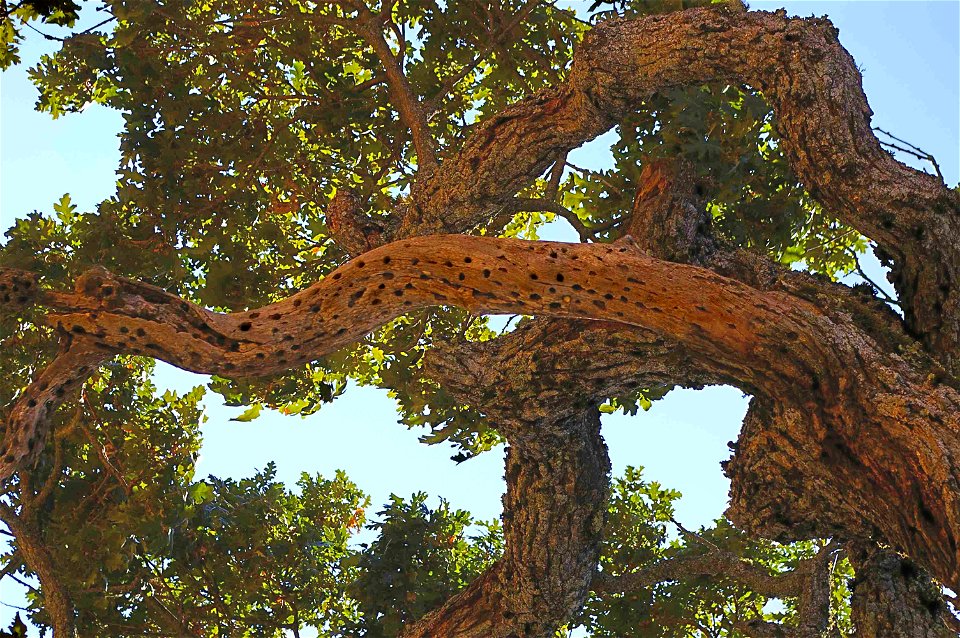 Dead branch on a living Quercus lobata (valley oak) tree, showing woodpecker granary.
Located in Henry Coe State Park, in the Diablo Range of the California Coast Ranges, Santa Clara County, northern 