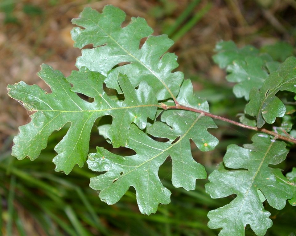 Quercus lobata leaves Caswell Memorial State Park San Joaquin Valley California