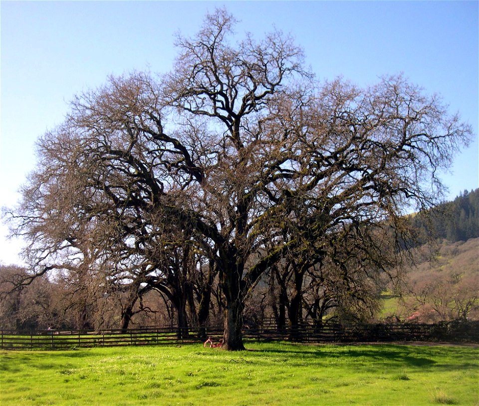 Valley Oak, Sonoma County