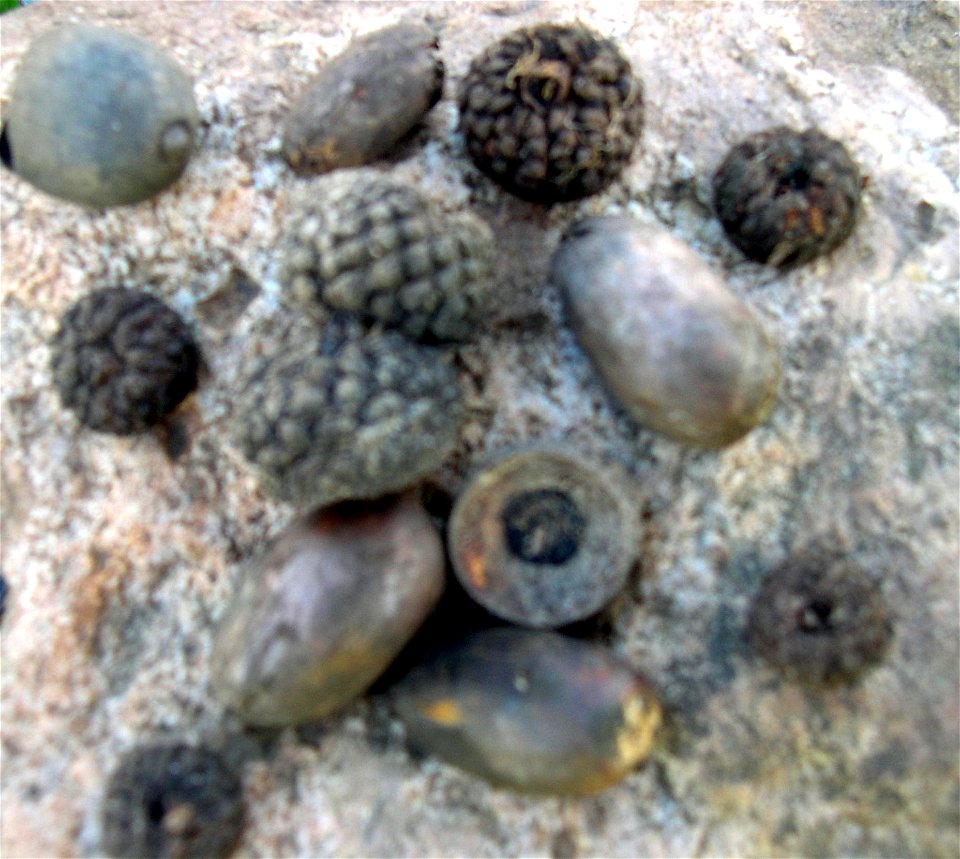 Quercus lobata acorns.