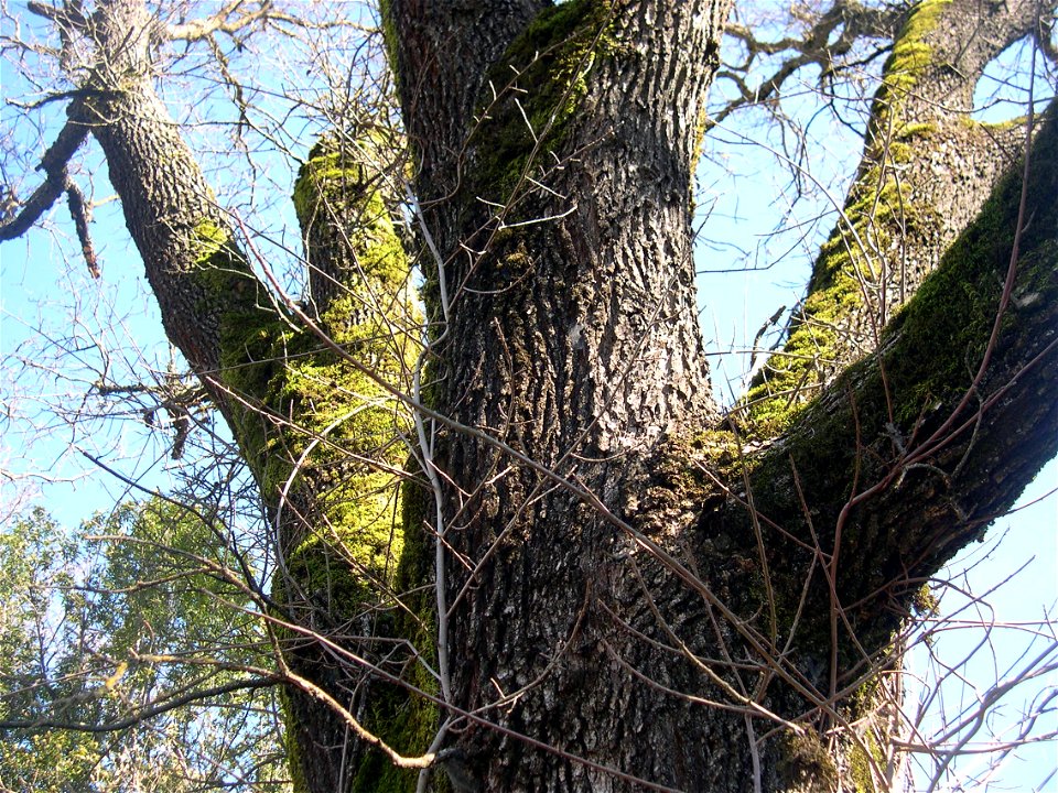 Close up of trunk fork and bark, quercus lobata.