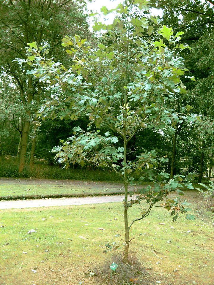 Shumard oak in the botanical garden in Copenhagen