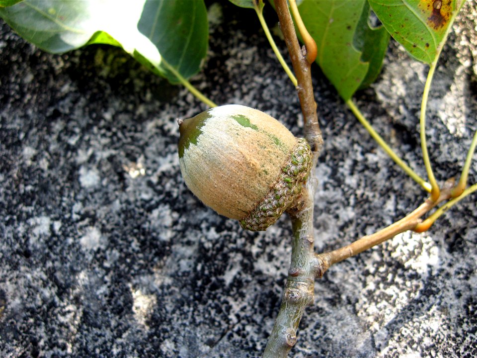 Acorn of .
At edge of limestone barren, in Franklin County, Tennessee.