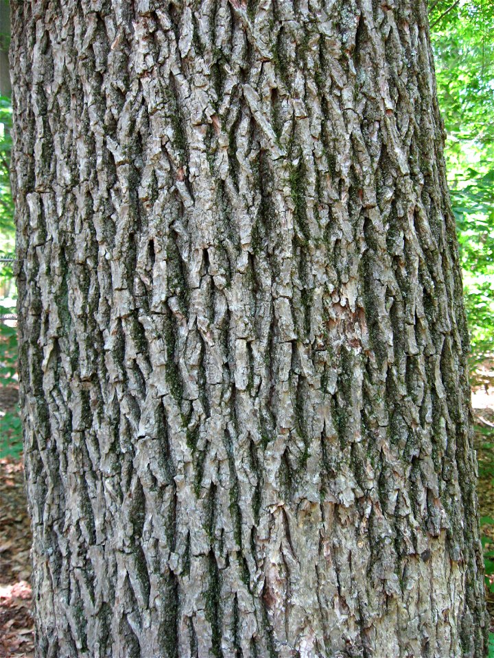 A picture of Carya tomentosa. The tree was found at the Lewis W. Barton Arboretum and Nature Preserve at Medford Leas.