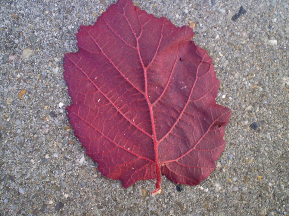 Corylus maxima Purpurea