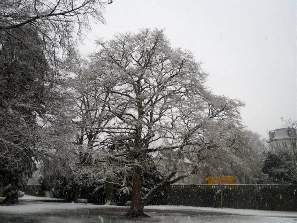 Baumhasel (Corylus colurna) am Staden in Saarbrücken (Schneefall am 7. März 2016)