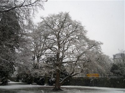 Baumhasel (Corylus colurna) am Staden in Saarbrücken (Schneefall am 7. März 2016)