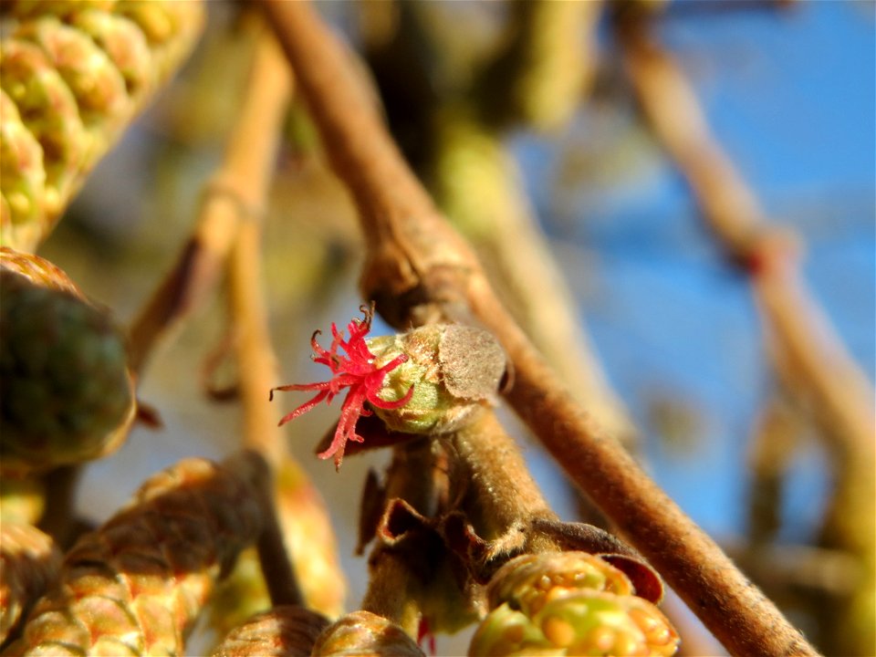 Baumhasel (Corylus colurna) am Staden in Saarbrücken