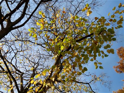 Baumhasel (Corylus colurna) am Staden in Saarbrücken