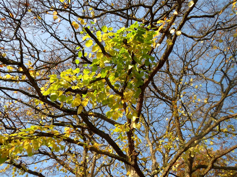 Baumhasel (Corylus colurna) am Staden in Saarbrücken