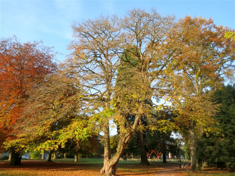 Baumhasel (Corylus colurna) am Staden in Saarbrücken