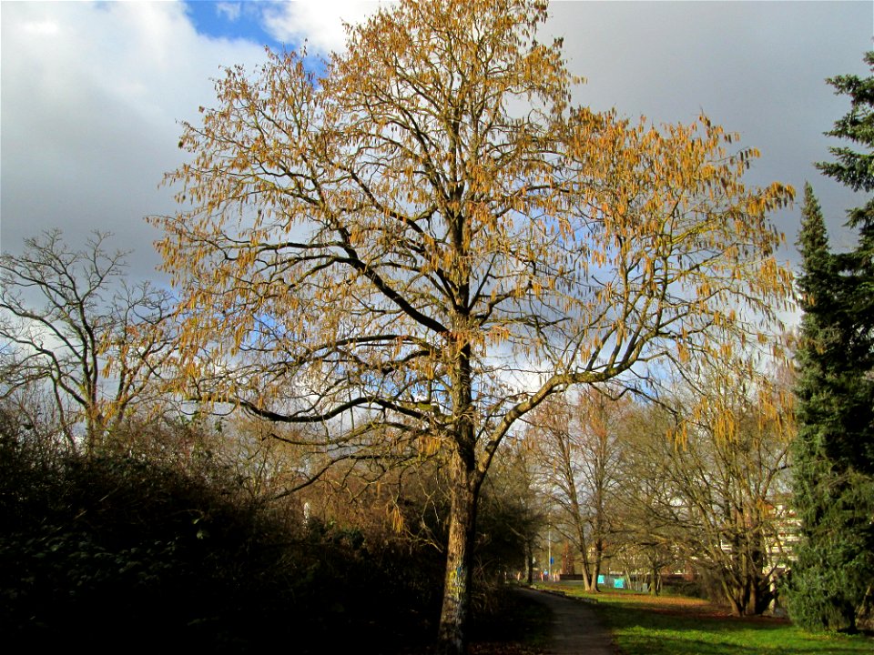 Baumhasel (Corylus colurna) in der ehem. Bismarckanlage in Sankt Arnual