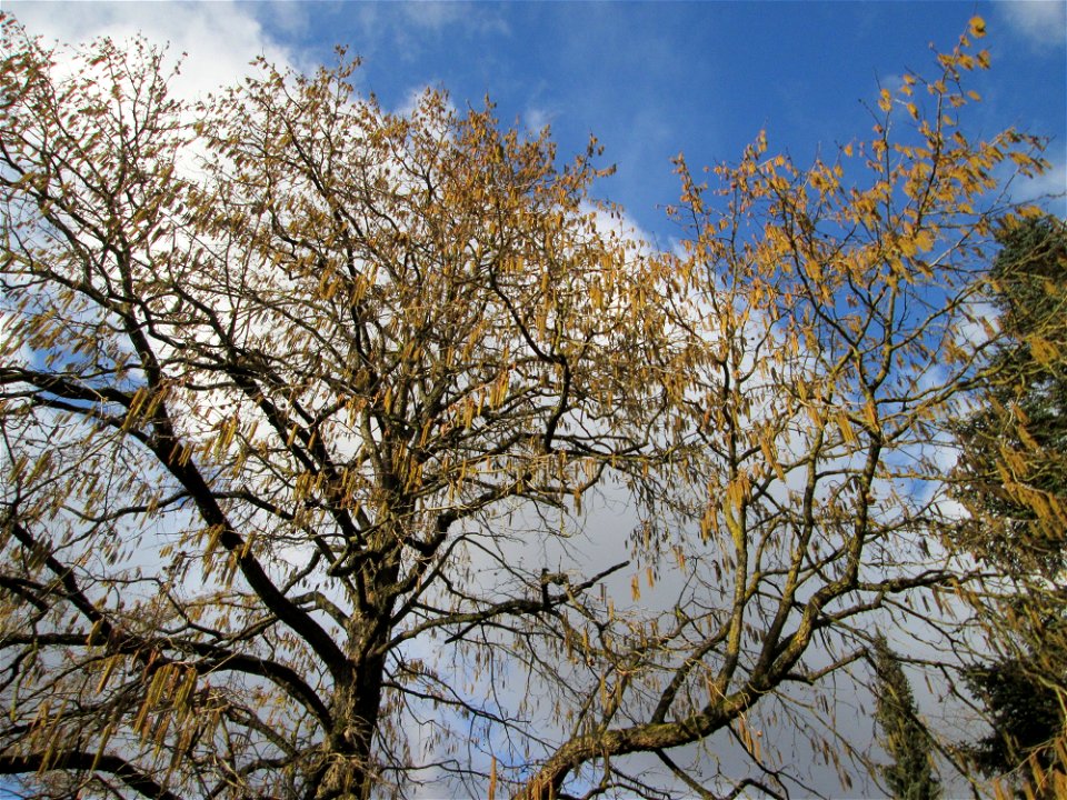 Baumhasel (Corylus colurna) in der ehem. Bismarckanlage in Sankt Arnual