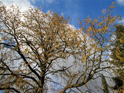 Baumhasel (Corylus colurna) in der ehem. Bismarckanlage in Sankt Arnual