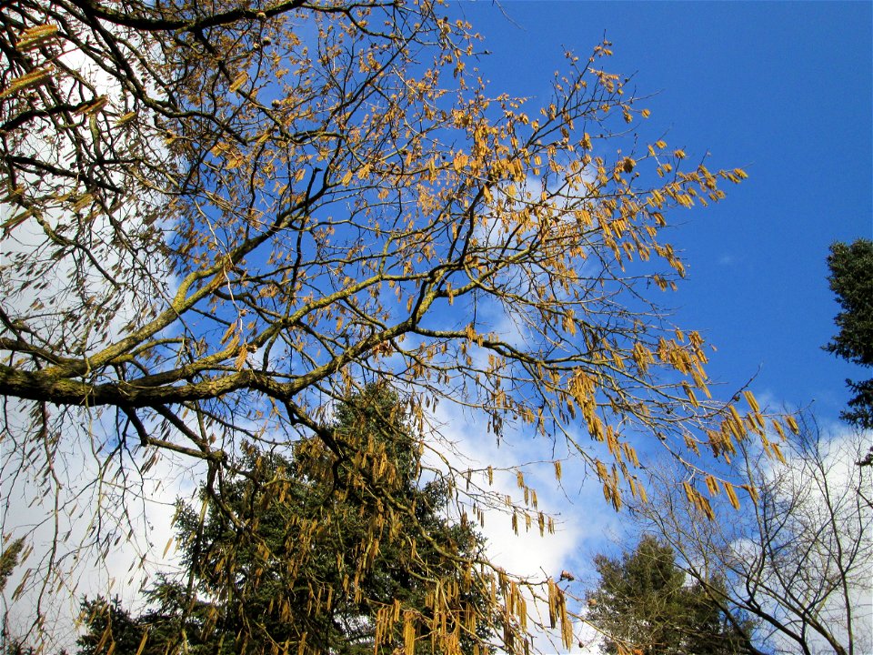 Baumhasel (Corylus colurna) in der ehem. Bismarckanlage in Sankt Arnual