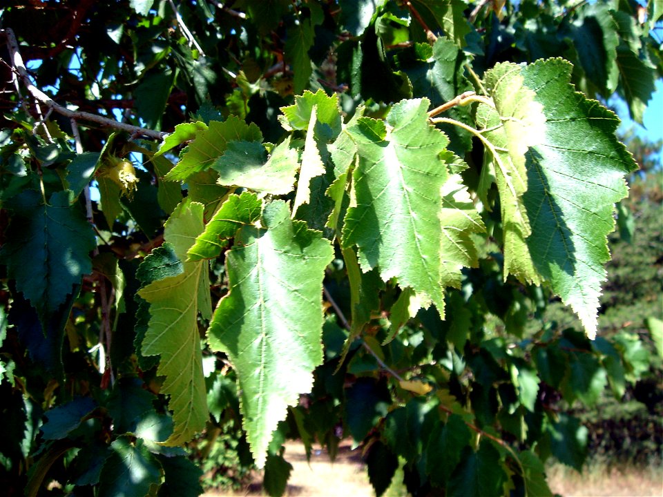 Ağaç fındığı (Corylus colurna)