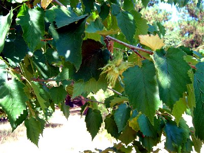 Ağaç fındığı (Corylus colurna)