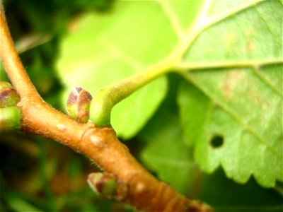 Corylus colurna  Knospe eines Baumhasels am Tollensesee in Neubrandenburg.