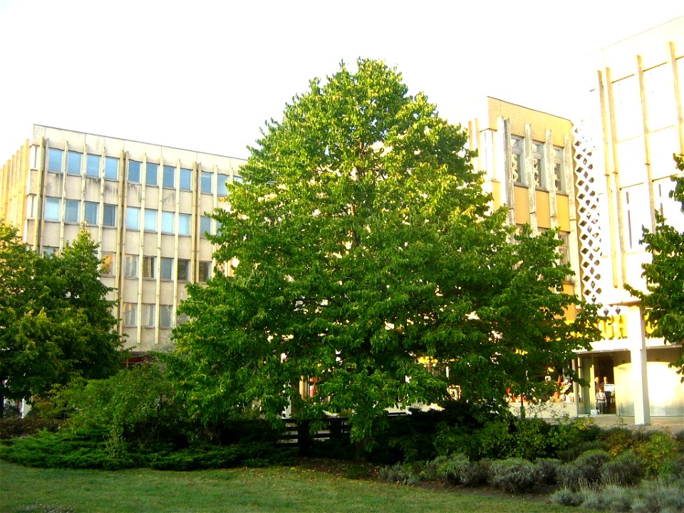 Deutsch:  Baumhasel in der Friedrich-Ebert-Straße in Potsdam.