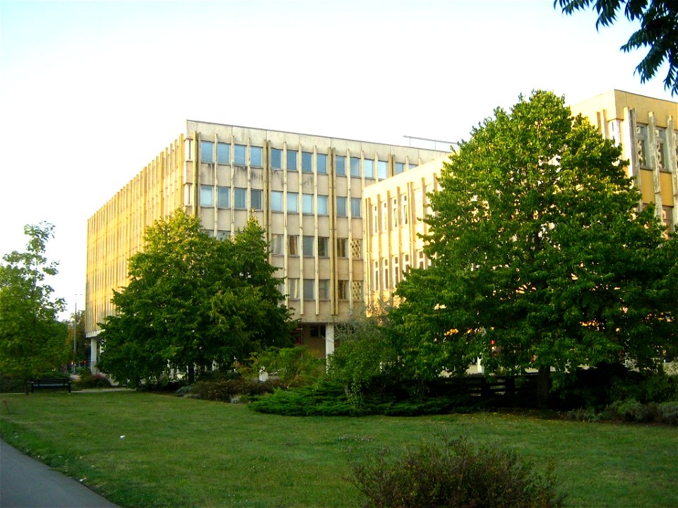 Deutsch:  Baumhasel in der Friedrich-Ebert-Straße in Potsdam.