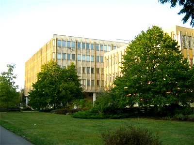 Deutsch:  Baumhasel in der Friedrich-Ebert-Straße in Potsdam.