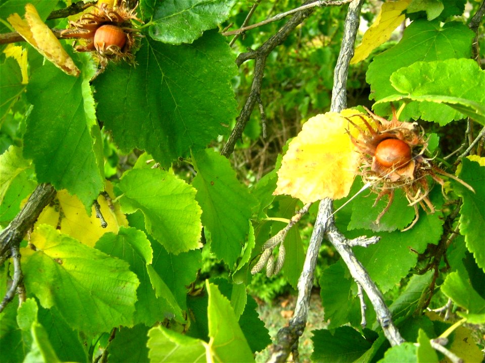 Corylus colurna  Baumhasel in der Friedrich-Ebert-Straße in Potsdam (reife Früchte und Ansätze männlicher Kätzchen für das nächste Jahre).