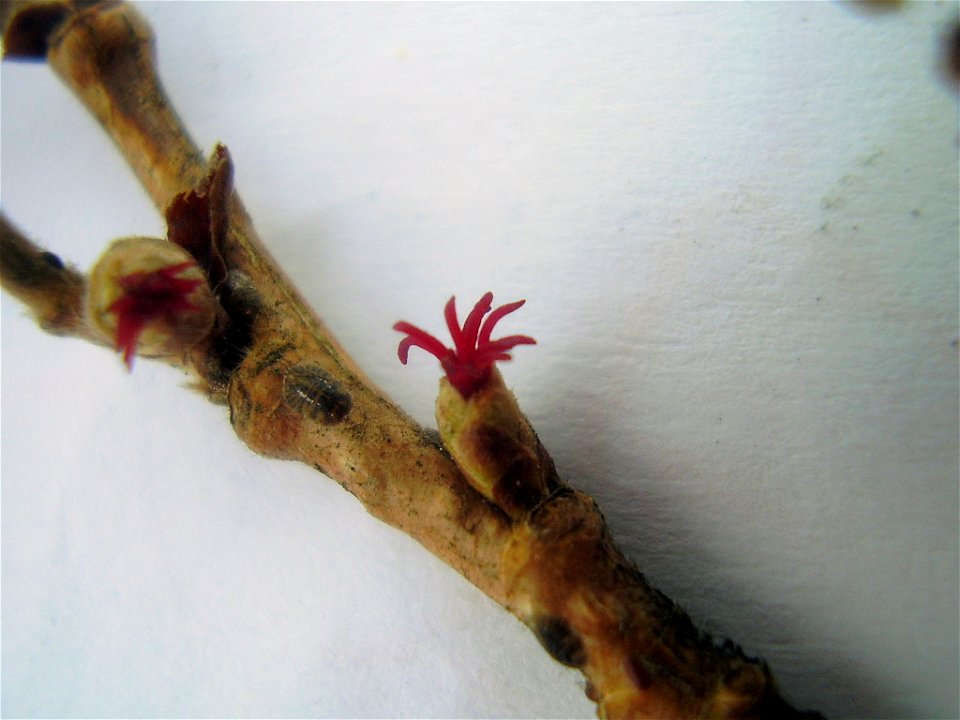 Boom hazelaar. Corylus colurna - Turkse hazelaar vrouwelijke bloem. foto gemaakt door Rob Hille
Corylus colurna 
Rob Hille 

selfmade