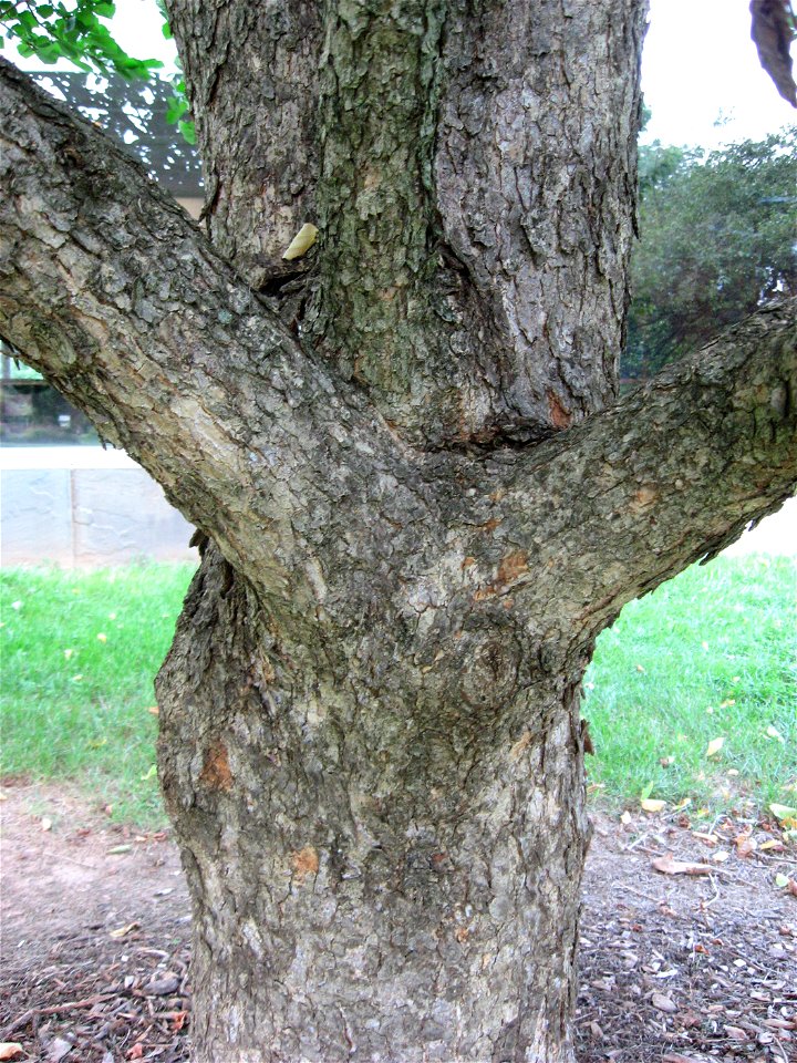 A picture of the trunk of Corylus colurna.