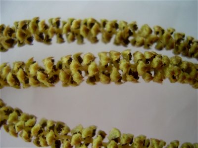 Corylus colurna - Turkse hazelaar. boomhazelaar.
mannelijke katjes

foto gemaakt door Rob Hille