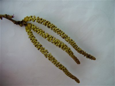 boomhazelaar Corylus colurna - Turkse hazelaar mannelijke katjes
Corylus colurna 
Rob Hille

selfmade