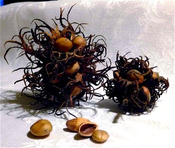 Reife Nüsse der Baum-Hasel (Corylus colurna)