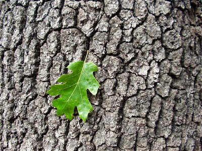 California Black Oak, old growth bark and typical leaf