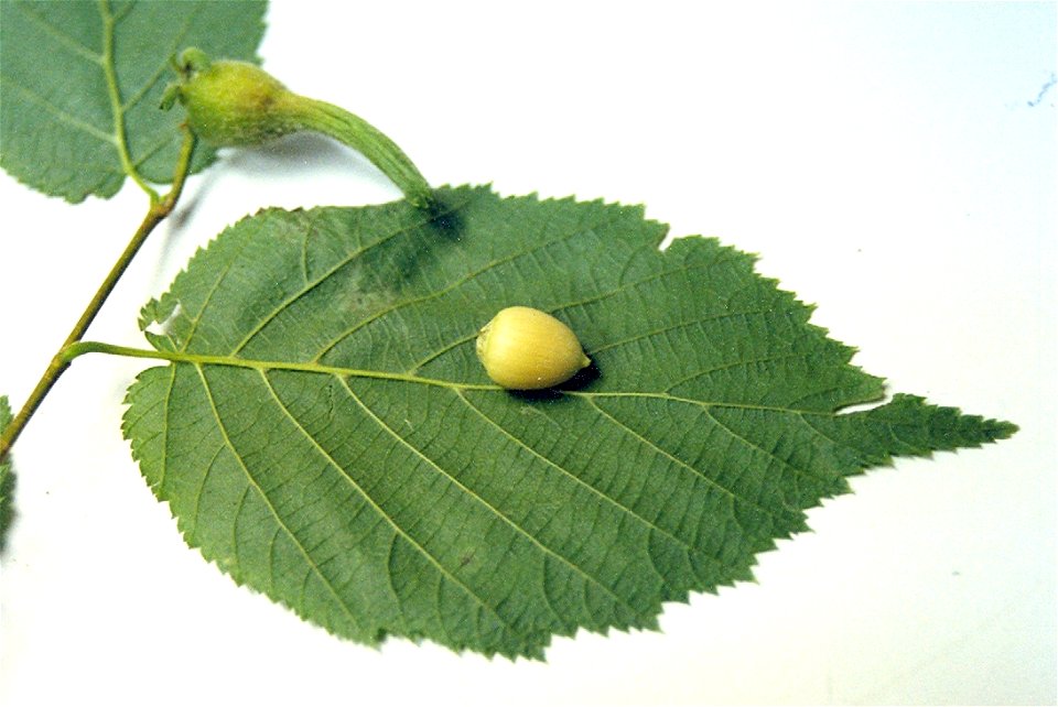 Corylus cornuta, nut