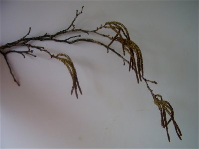 boomhazelaar twijg
Corylus colurna - Turkse hazelaar
corylus colurna
Rob Hille

selfmade