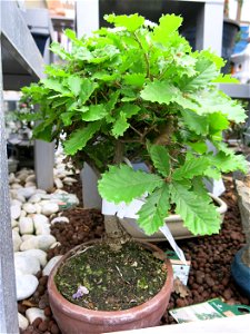 Quercus_pubescens bonsai in a garden centre in France. Identified by botanic commercial label.