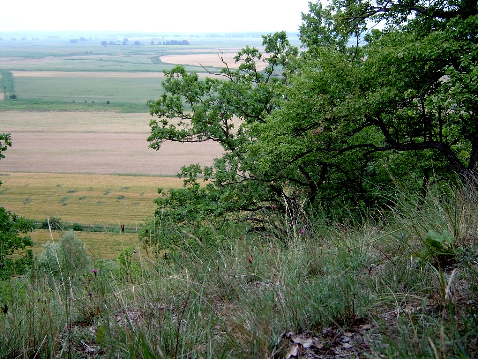 Quercus pubescens forest in Bielinek (NW Poland)
