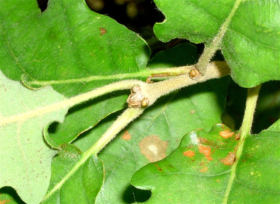 Quercus pubescens. Bielinek, NW Poland.
