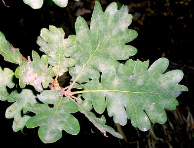 Quercus pubescens. Bielinek, NW Poland.